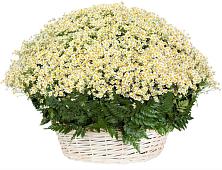Цветочная композиция из Ромашки в корзине #REPLACE_PRED# Поселок совхоза Сафоновский