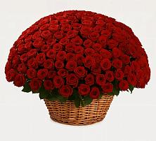 Премиум букет из: Розы в Поселок совхоза Сафоновский